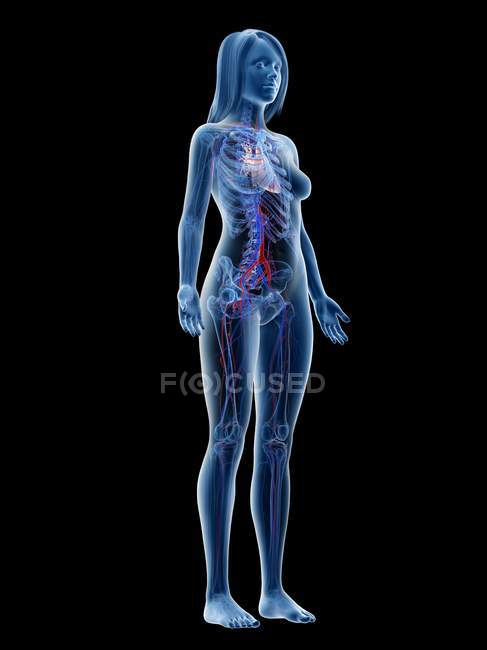 Судинна система в нормальному жіночому тілі, цифрова ілюстрація — стокове фото