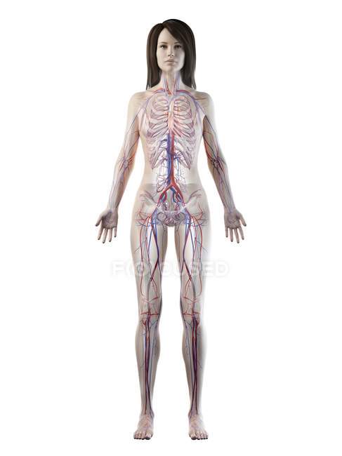 Sistema vascolare nel corpo femminile normale, illustrazione digitale — Foto stock