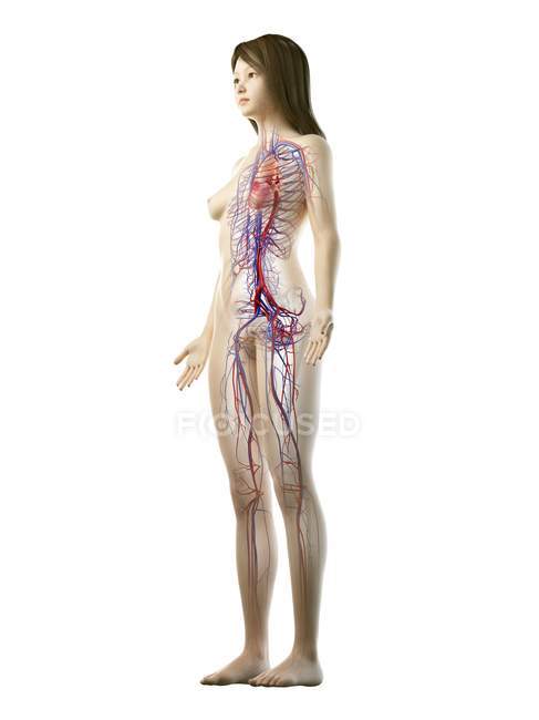 Vascular system in normal female body, digital illustration — Stock Photo