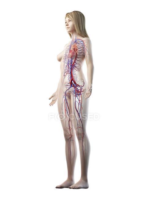 Sistema vascular em corpo feminino normal, ilustração digital — Fotografia de Stock