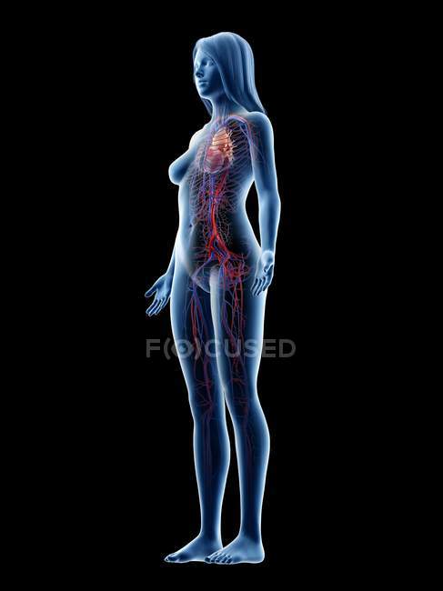 Sistema vascular en el cuerpo femenino normal, ilustración digital
. - foto de stock