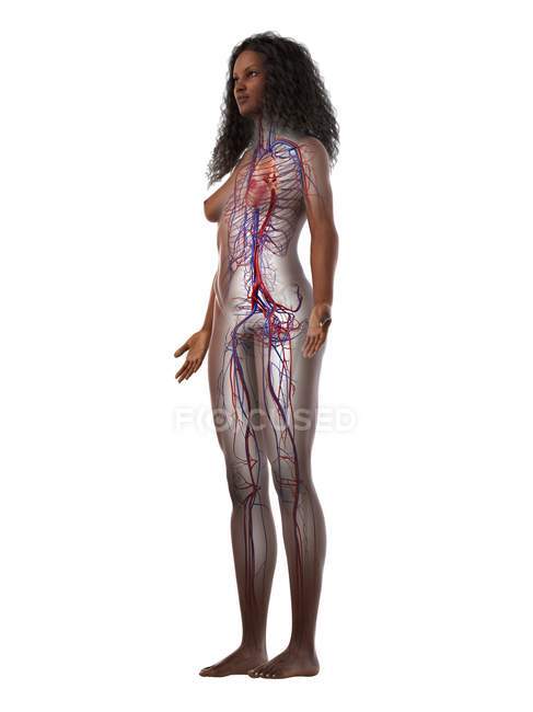 Sistema vascular en el cuerpo femenino normal, ilustración digital . - foto de stock