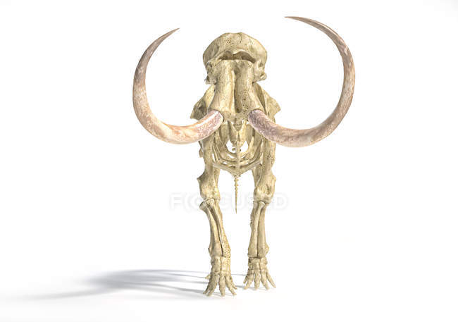 Woolly mammoth skeleton, realistic 3d illustration, front view on white background and dropped shadow. — Stock Photo