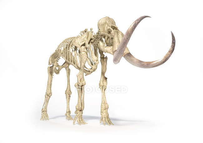 Esqueleto de mamute lanoso, ilustração 3D realista, perspectiva frontal sobre fundo branco e sombra solta . — Fotografia de Stock