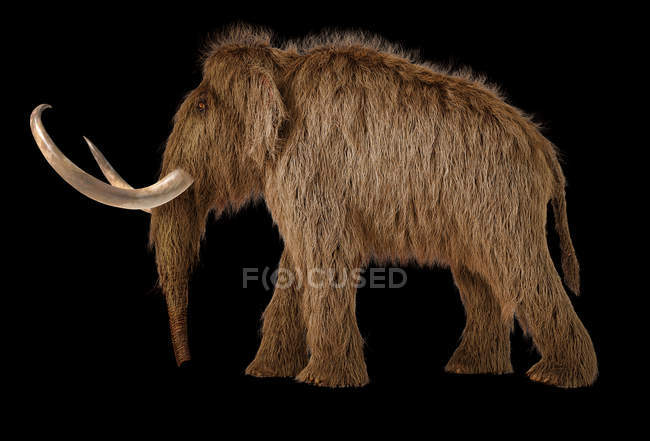 Woolly mamut realista 3d ilustración, vista lateral sobre fondo negro . - foto de stock