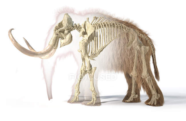 Шерстяная мамонтенок реалистичная 3d иллюстрация с скелетом в морфологическом эффекте, вид сбоку на белом фоне и брошенная тень . — стоковое фото