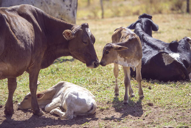 Дикі корови в парку — стокове фото