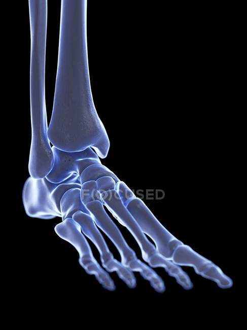 Piede scheletrico con articolazione della caviglia, illustrazione digitale
. — Foto stock