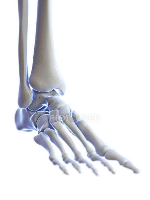 Скелетна стопа з гомілковостопним суглобом, цифрова ілюстрація . — стокове фото