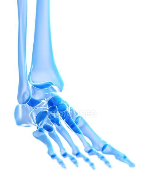 Skelettfuß mit Sprunggelenk, digitale Illustration. — Stockfoto