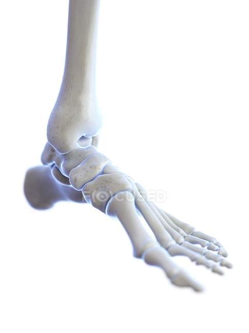 Piede scheletrico con articolazione della caviglia, illustrazione digitale . — Foto stock