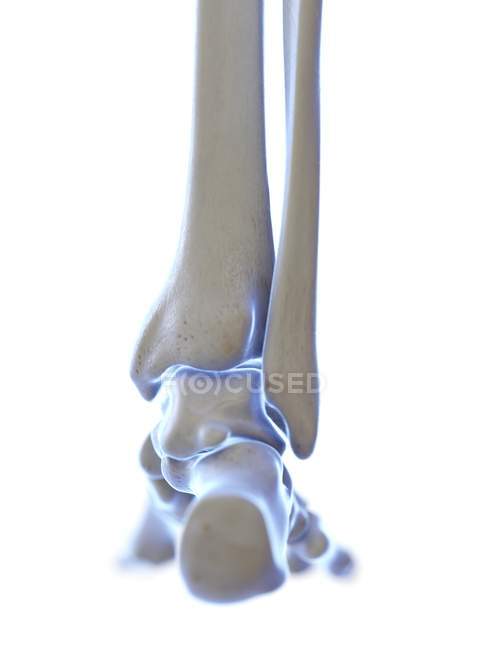Skeletal foot with ankle joint, digital illustration. — Stock Photo