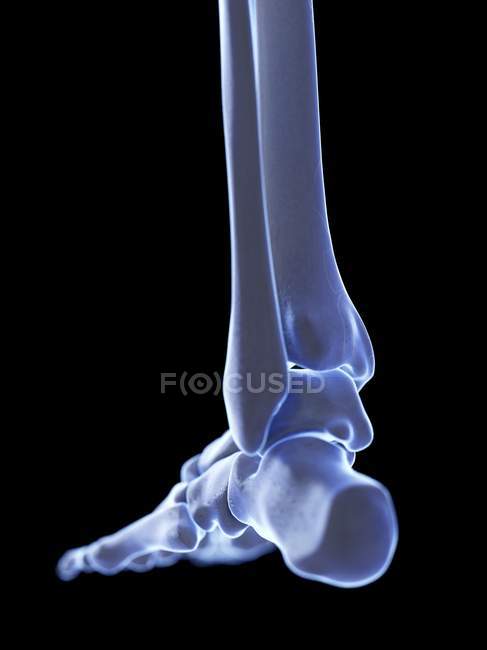 Скелетна нога з суглобом щиколотки, цифрова ілюстрація. — стокове фото