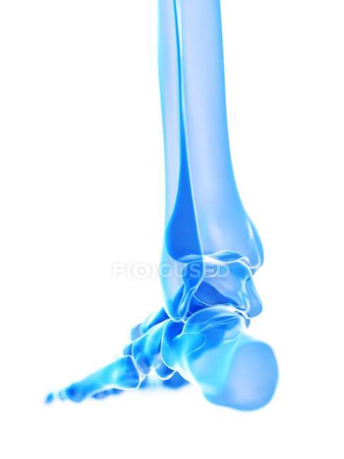 Скелетная стопа с голеностопным суставом, цифровая иллюстрация . — стоковое фото