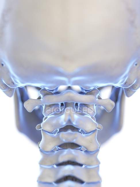 Ossa di atlante nello scheletro umano, illustrazione al computer . — Foto stock