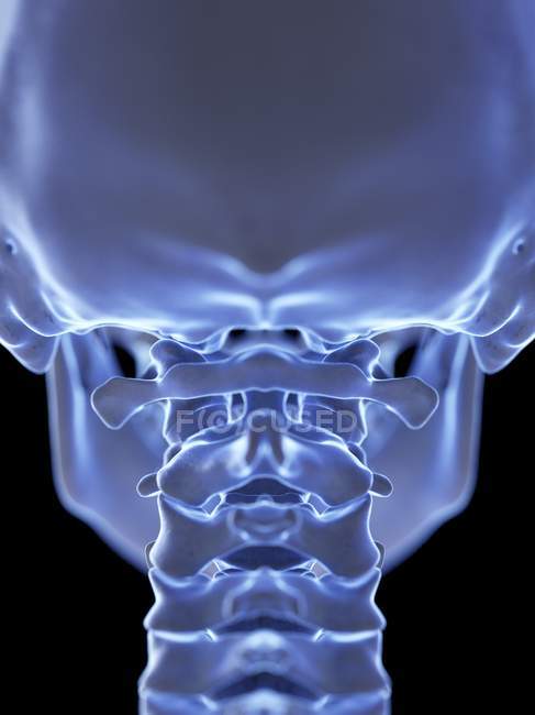 Atlasknochen im menschlichen Skelett, Computerillustration. — Stockfoto