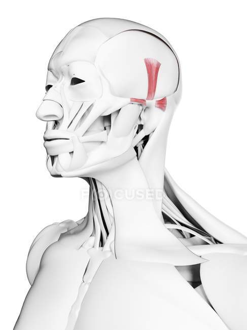 Anatomia masculina mostrando músculo Auricularis, ilustração computacional . — Fotografia de Stock