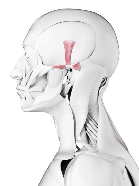 Anatomia masculina mostrando músculo Auricularis, ilustração computacional
. — Fotografia de Stock