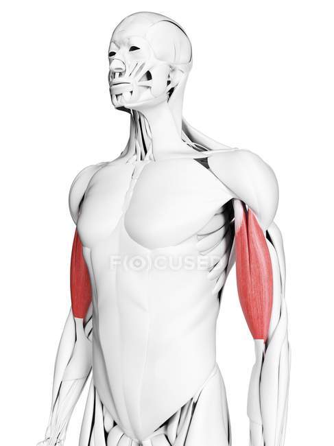 Männliche Anatomie mit Bizeps-Muskel, Computerillustration. — Stockfoto