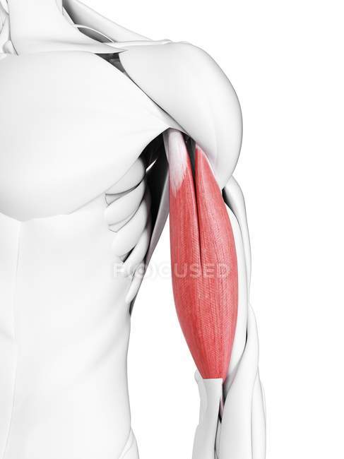 Anatomia masculina mostrando músculo bíceps, ilustração computacional . — Fotografia de Stock