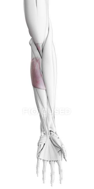 Anatomía masculina que muestra músculo aponeurosis bicipital, ilustración por computadora . - foto de stock