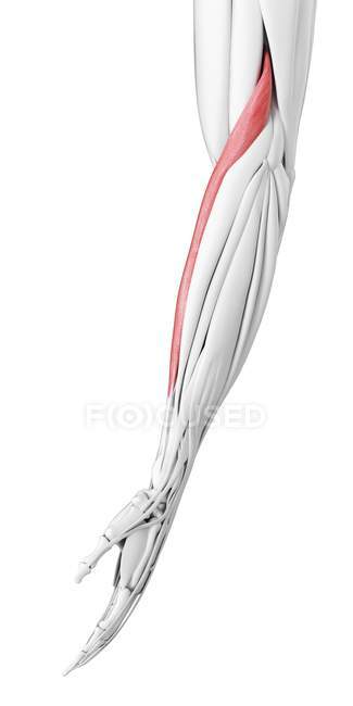 Anatomia masculina mostrando músculo braquiorradial, ilustração computacional
. — Fotografia de Stock