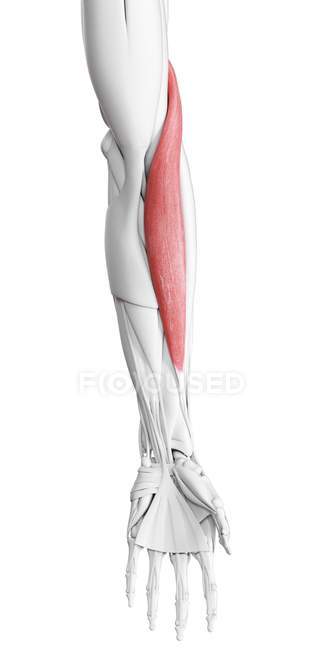 Anatomía masculina que muestra el músculo braquiorradial, ilustración por computadora . - foto de stock