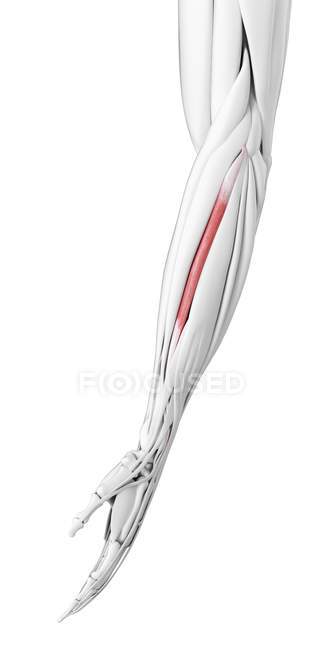 Anatomia maschile che mostra Carpi radialis brevis muscle, illustrazione al computer . — Foto stock