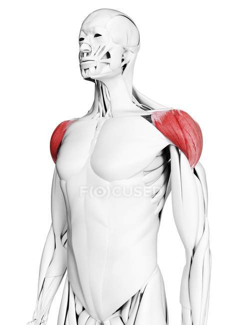 Anatomía masculina que muestra músculo deltoides, ilustración por computadora . - foto de stock