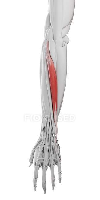 Male anatomy showing Extensor carpi ulnaris muscle, computer illustration. — Stock Photo