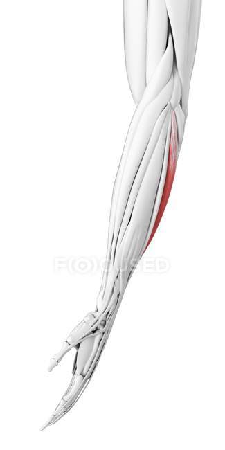 Anatomía masculina que muestra músculo ulnaris Extensor carpi, ilustración por computadora . - foto de stock