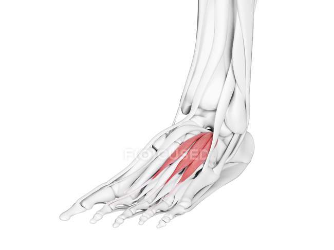 Male anatomy showing Extensor digitorum brevis muscle, computer illustration. — Stock Photo