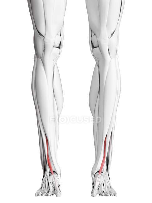 Anatomía masculina que muestra el músculo largo del hallucis del extensor, ilustración de computadora . - foto de stock