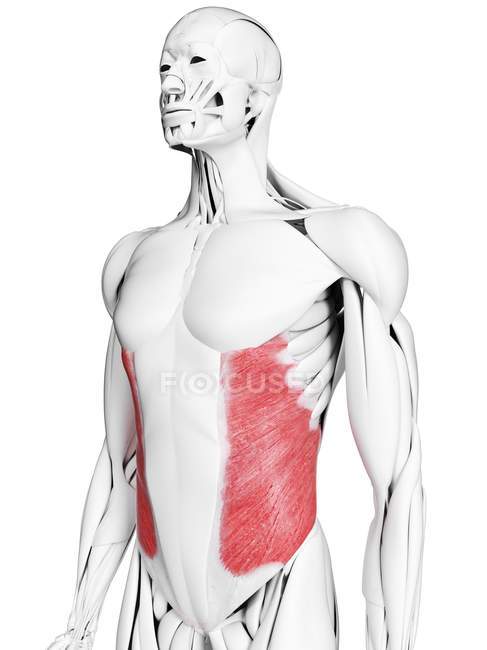 Männliche Anatomie, die äußere Schrägmuskulatur zeigt, Computerillustration. — Stockfoto