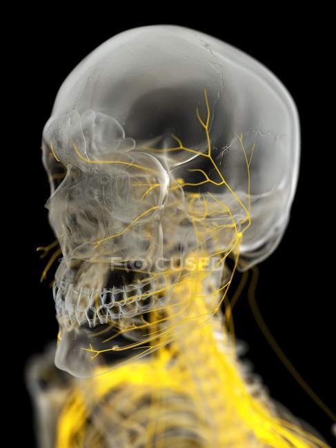 Nervos faciais humanos, ilustração computacional . — Fotografia de Stock