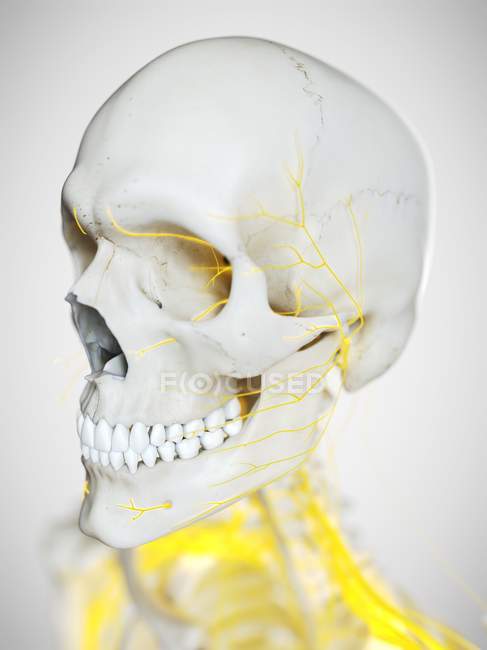 Nervios faciales humanos, ilustración por computadora . - foto de stock