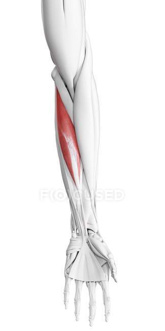 Anatomía masculina que muestra el músculo flexor carpi radialis, ilustración por ordenador . - foto de stock