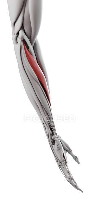 Anatomía masculina que muestra el músculo flexor carpi radialis, ilustración por ordenador . - foto de stock