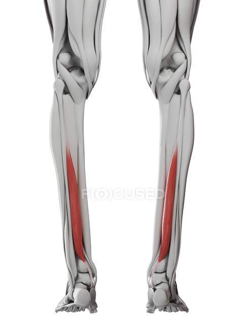 Anatomía masculina que muestra el músculo Flexor hallucis, ilustración por computadora
. - foto de stock