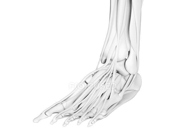 Anatomie der Fußknochen, Computerillustration. — Stockfoto