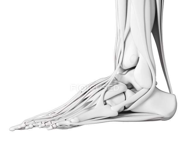 Anatomía de los huesos del pie, ilustración por computadora . - foto de stock