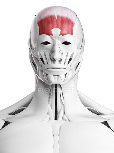 Anatomía masculina que muestra músculo frontal, ilustración por computadora
. - foto de stock