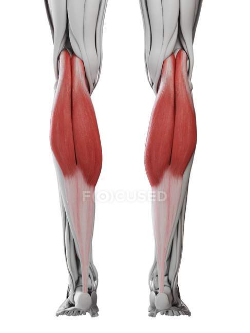 Anatomía masculina que muestra músculo gastrocnemio, ilustración por computadora
. - foto de stock