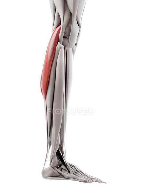 Anatomía masculina que muestra músculo gastrocnemio, ilustración por computadora . - foto de stock