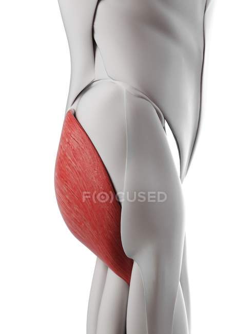 Anatomía masculina que muestra el músculo glúteo máximo, ilustración por computadora . - foto de stock