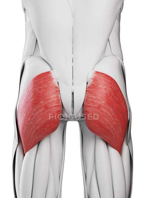 Anatomia masculina mostrando músculo Glúteo Máximo, ilustração computacional . — Fotografia de Stock