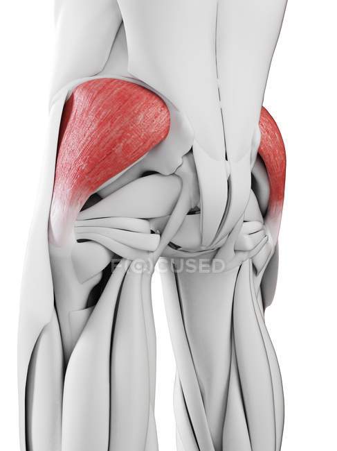 Мужская анатомия, показывающая среднюю ягодичную мышцу, компьютерная иллюстрация
. — стоковое фото