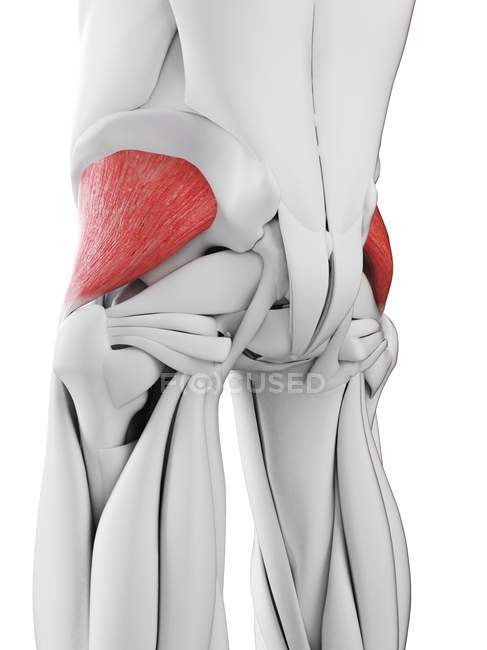 Anatomia masculina mostrando músculo Glúteo Mínimo, ilustração computacional
. — Fotografia de Stock