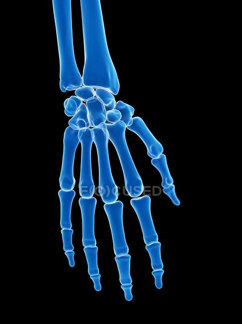 Anatomia delle ossa umane della mano dello scheletro, illustrazione del computer . — Foto stock