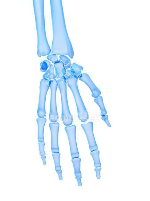 Anatomie du squelette humain os de la main, illustration par ordinateur . — Photo de stock